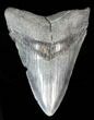Lower Megalodon Tooth - South Carolina #39245-1